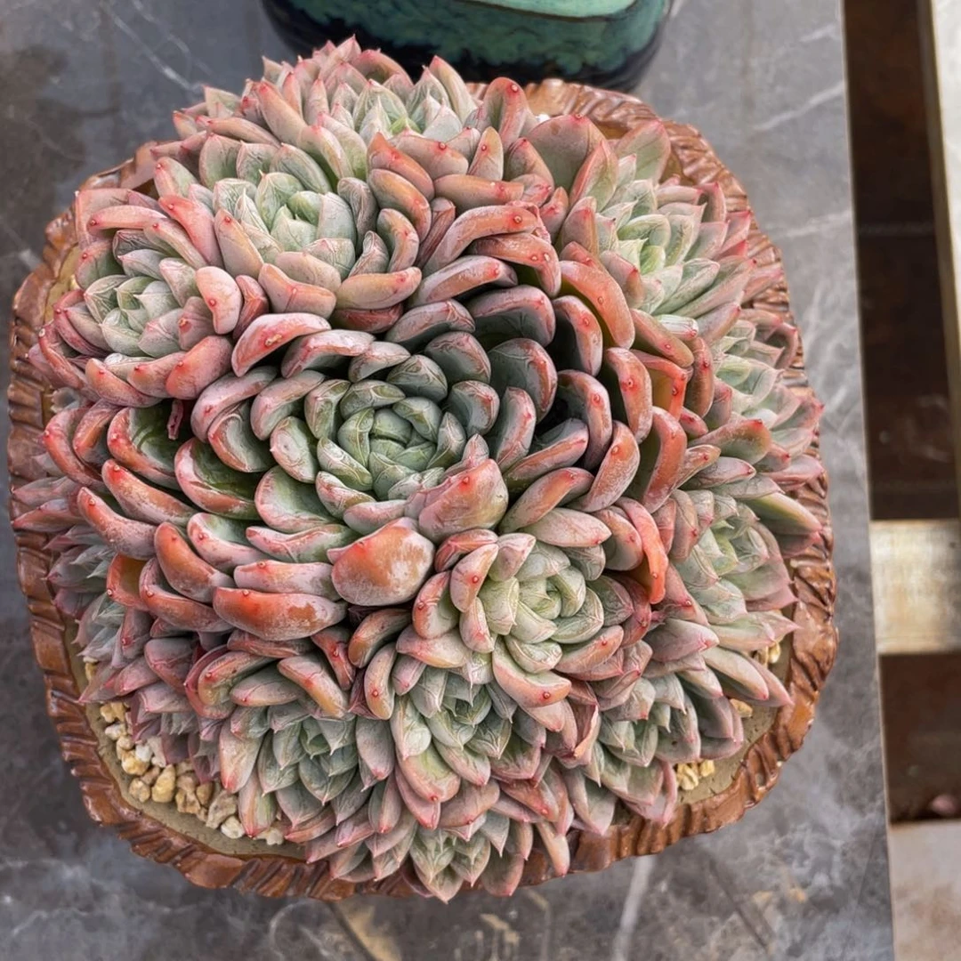 多肉植物一物一拍艾莎公主