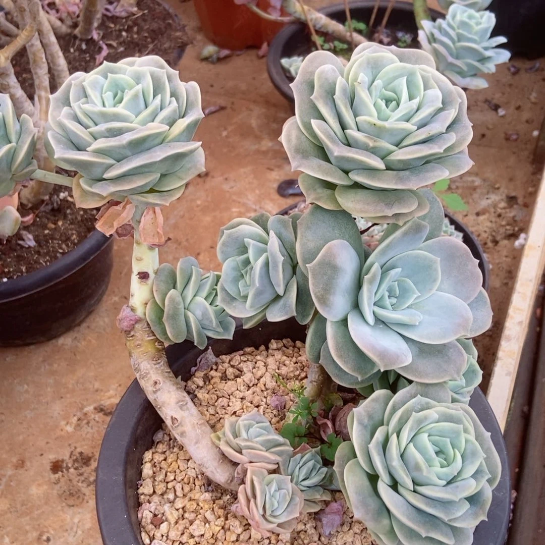 可爱玫瑰群生无砍0050