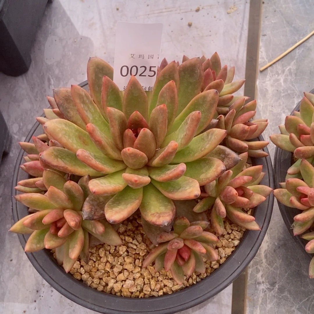 妙*丰沛玫瑰群生捧花0025