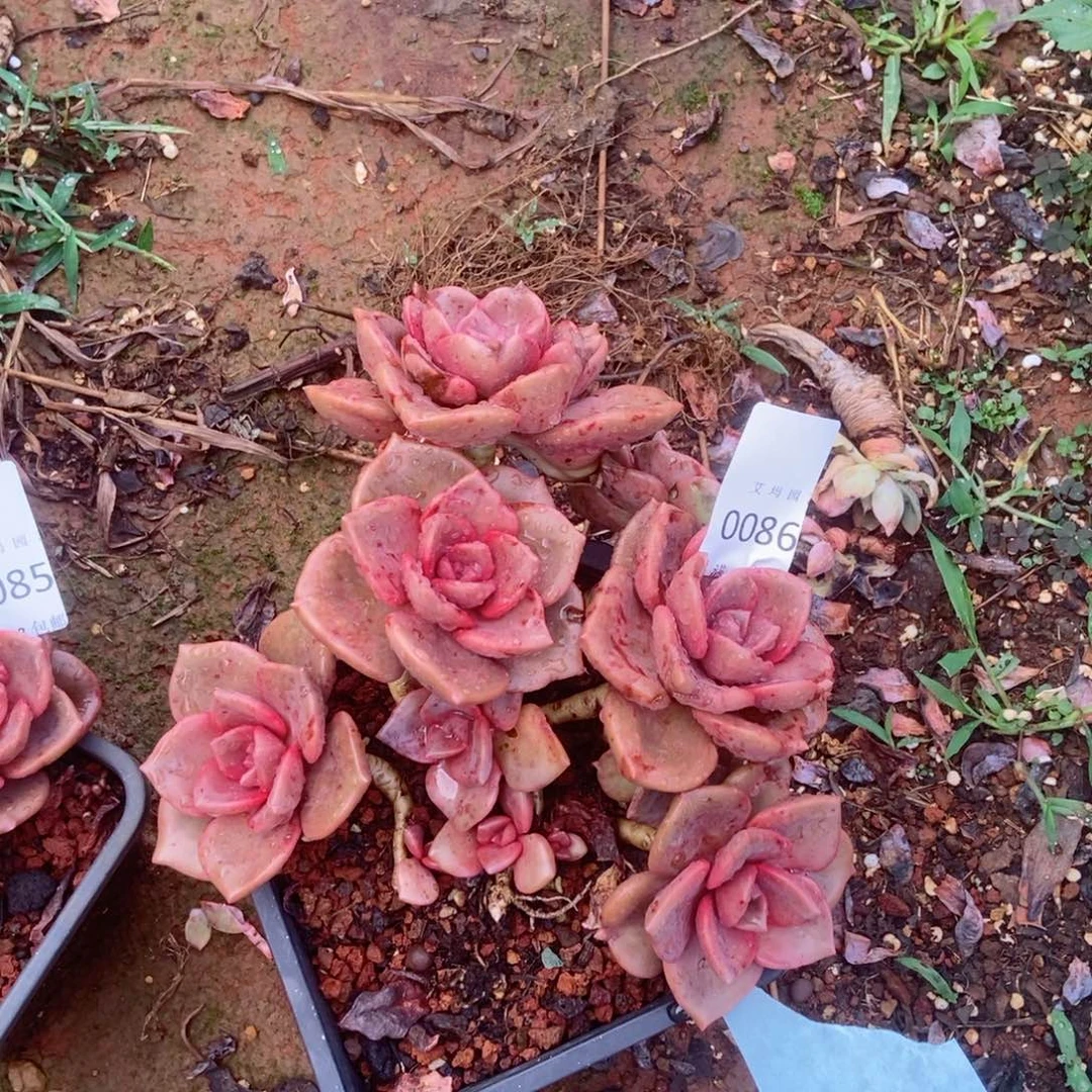 琉璃群生多头0086