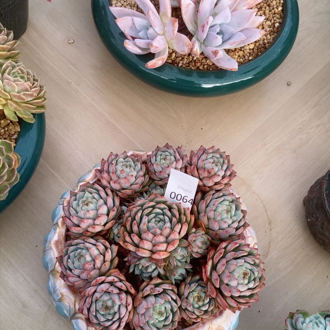 TP捧花群生多肉0064