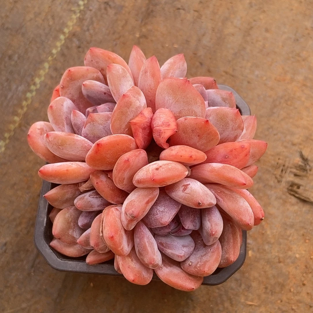 4头橙子➕绿色南瓜盆