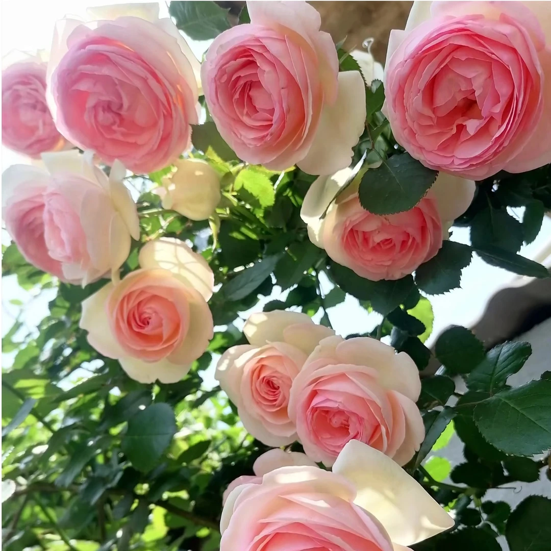 粉色龙沙宝石 爬藤月季丰花抗性优秀做花墙拱门花柱庭院阳台花苗