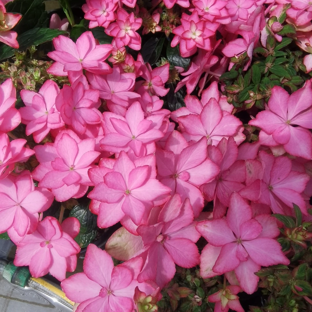 伊吕波 绣球新品重瓣平顶大花新老枝开花可调色直立优秀花卉花苗