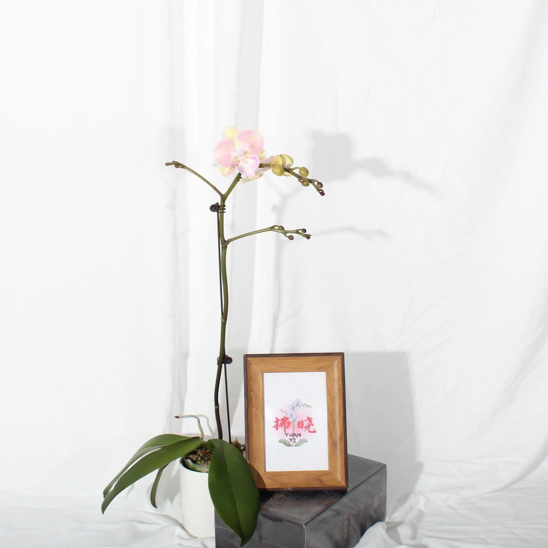 拂晓蝴蝶兰（1808带花带花苞）开花珠发货