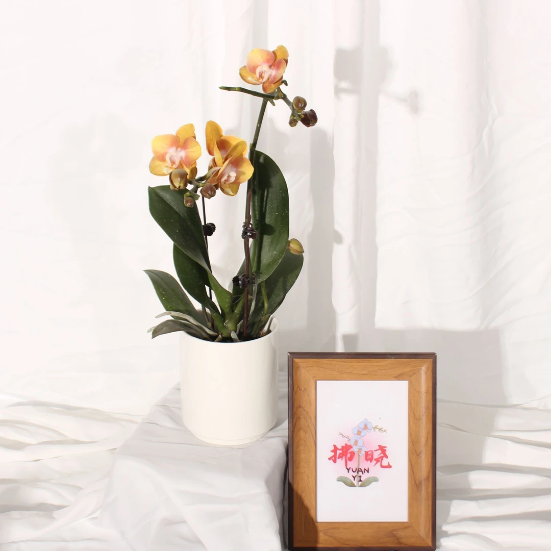 拂晓蝴蝶兰（拉斯维加斯带花带花苞）开花珠发货