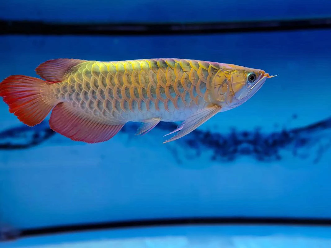 红龙鱼、金龙鱼过背高背热带观赏鱼