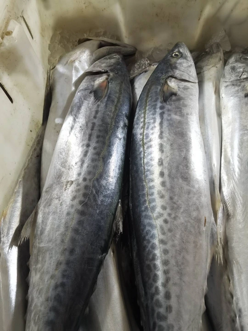渤海湾精品野生鲜燕鲅鱼顺丰省内包邮（冷冻发货）