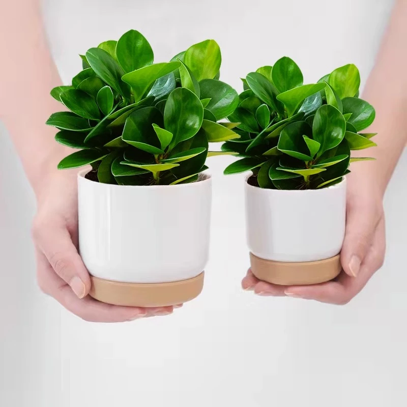 豆瓣绿盆栽碧玉盆景花卉绿植办公室内吸除甲醛好养四季常青的植物