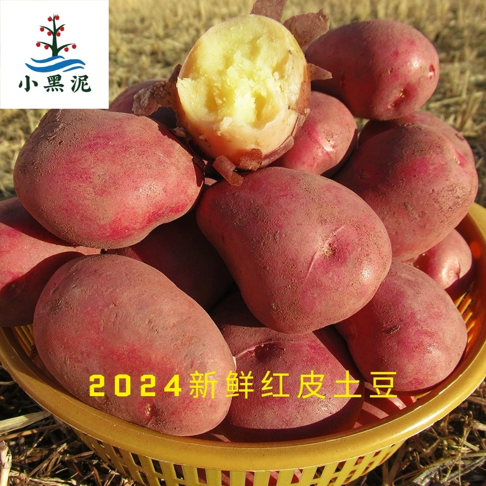 云南新鲜现挖水果红皮黄心土豆马铃薯好吃洋芋农家食品云南土豆