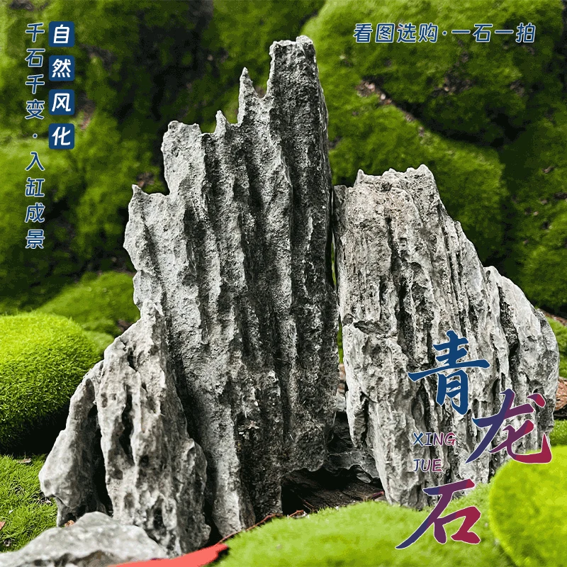 【青龙石】鱼缸造景盆景园林假山微景观摆件(直播一物一拍)