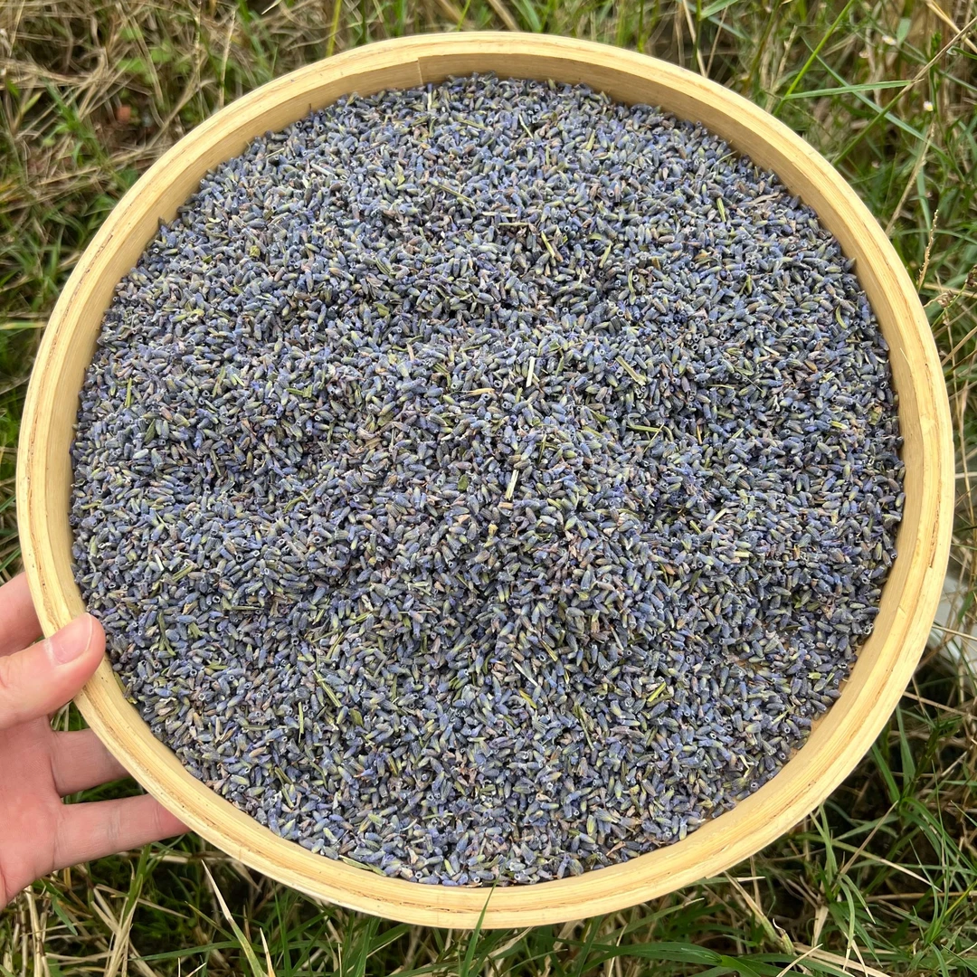 高山 农家  忘忧草 薰衣草