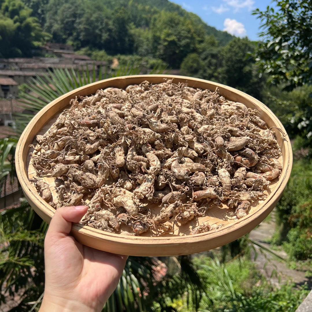 高山 农家 金蝉花