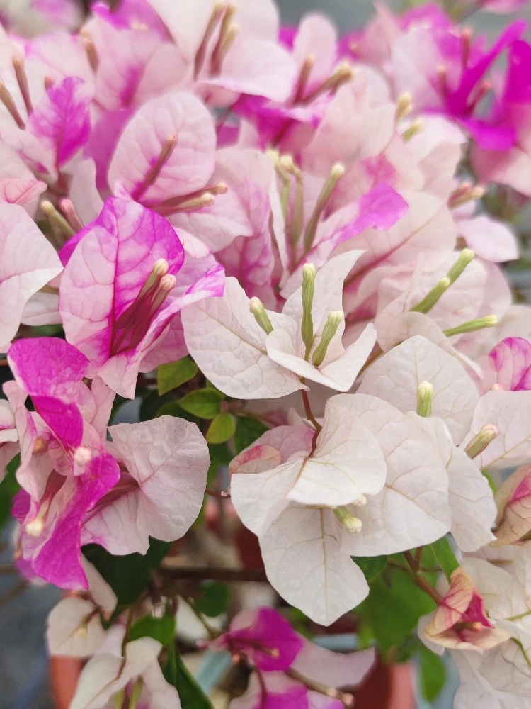 【漳红樱】三角梅 盆栽阳台美丽土壤移栽施肥晒太阳养殖养护盆栽