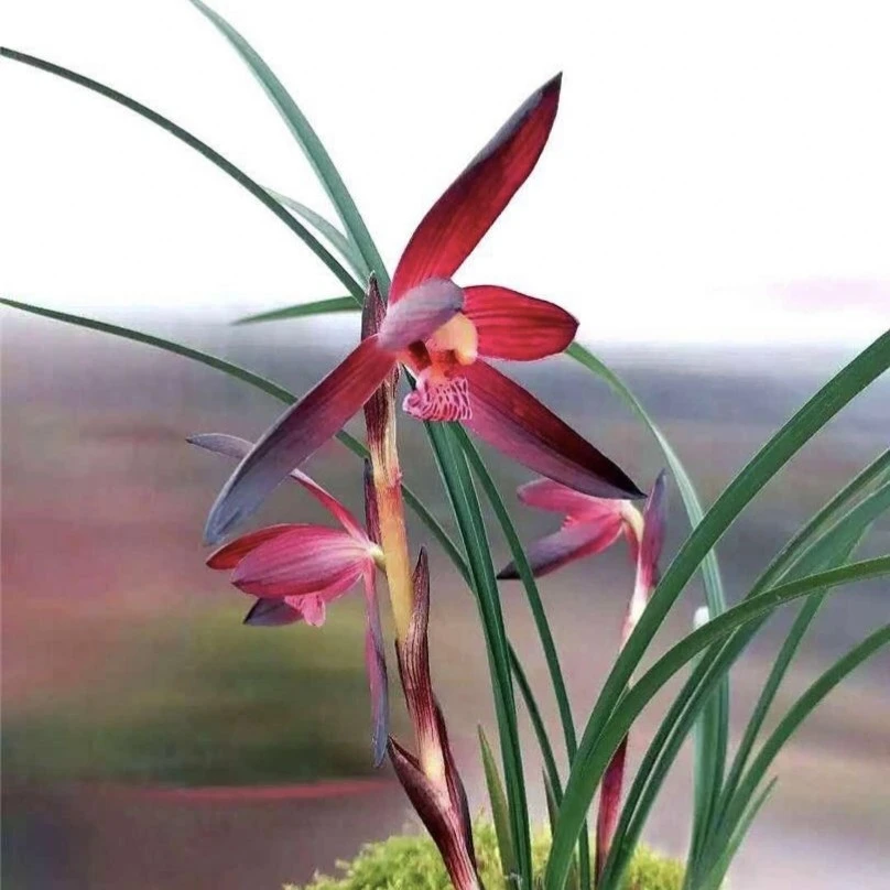 精品国兰，一物一拍