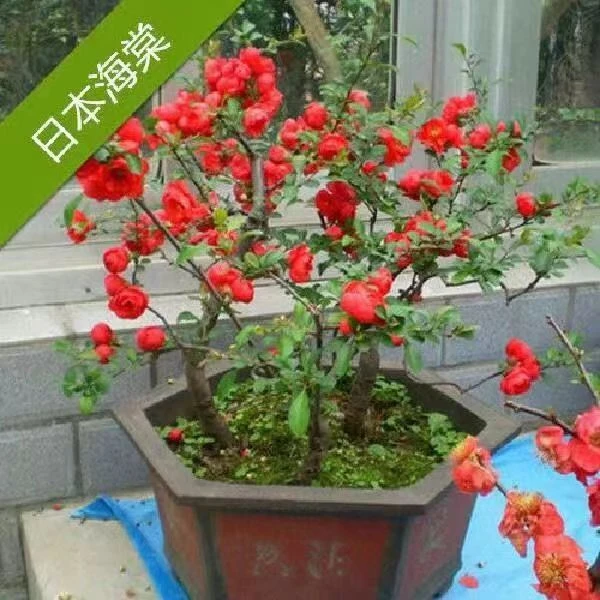 海棠花盆景盆栽四季植物重瓣老桩树苗花卉室内开花阳台庭院好养