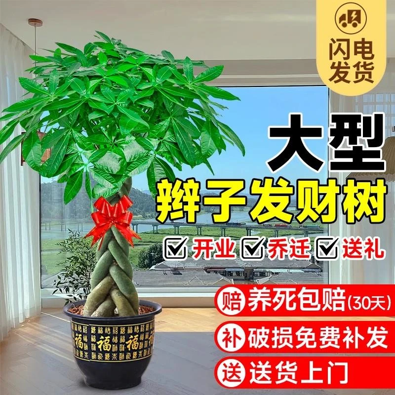 大发财树步步高客厅盆栽大室内好养绿植盆栽招财树客厅专用发财树