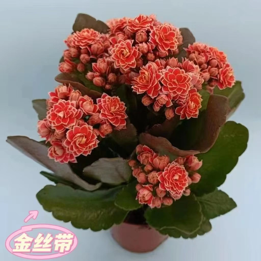 金丝带大花棒棒糖 长寿网红品种