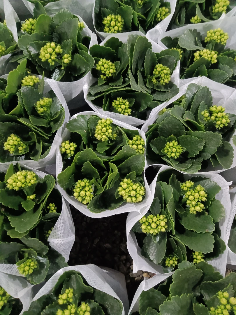 玉芙蓉大花 长寿网红品种