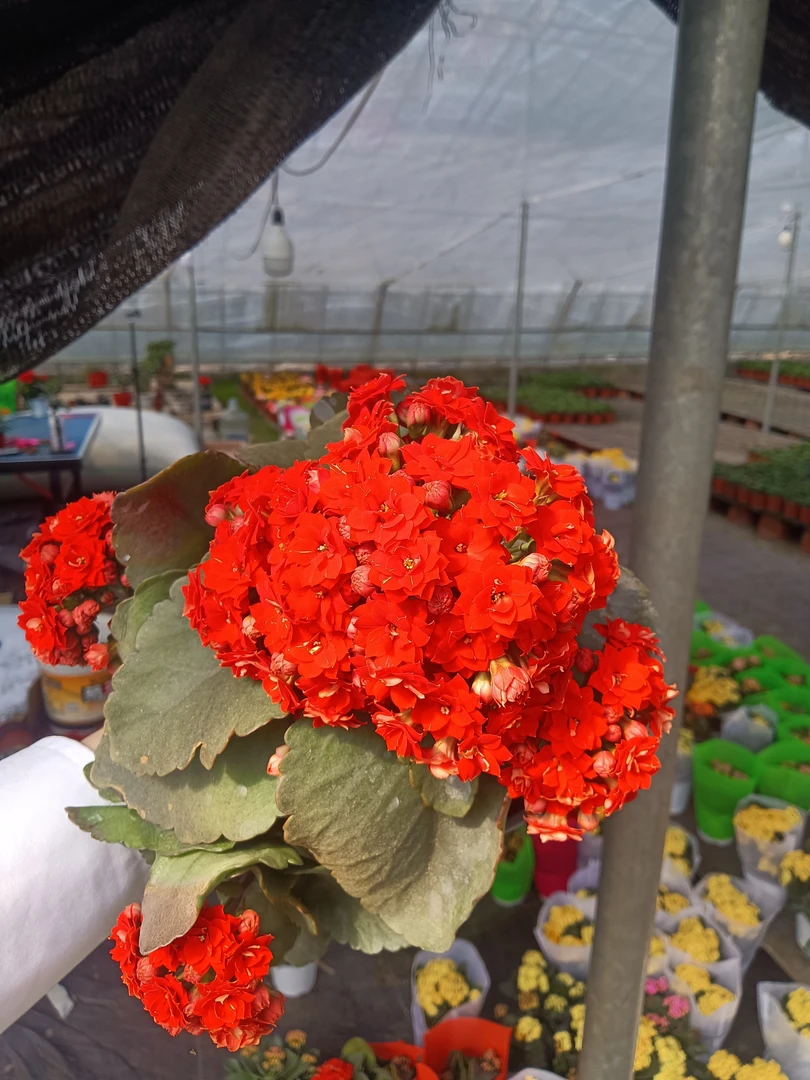 无品牌修剪枝条包三色福利款 长寿修剪枝条无售后