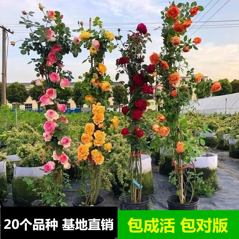 新疆6颗包邮大苗藤本月季爬藤植物阳台四季开花卉特大号月季花