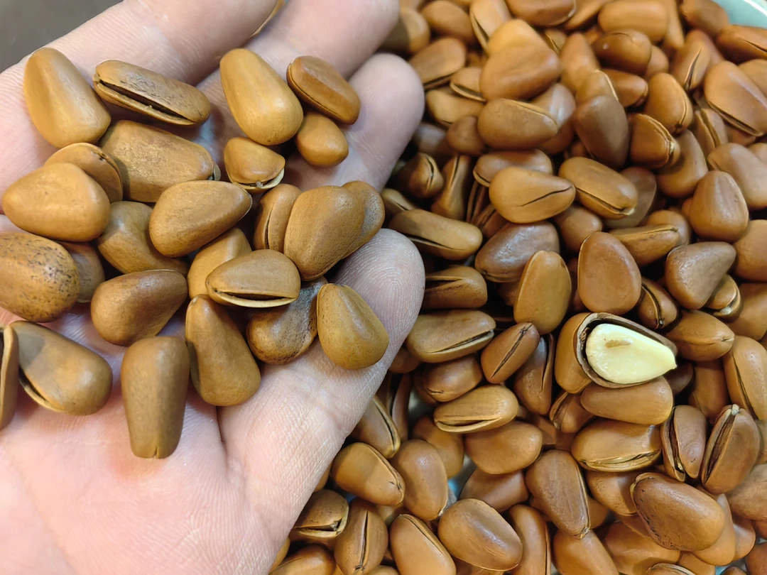 2024年东北红松大颗粒松子