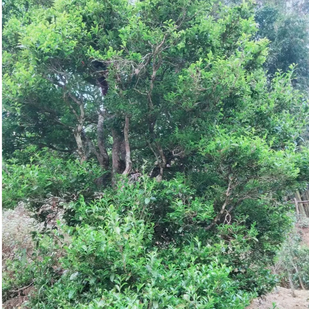 白莺山老徐家茶通用链接