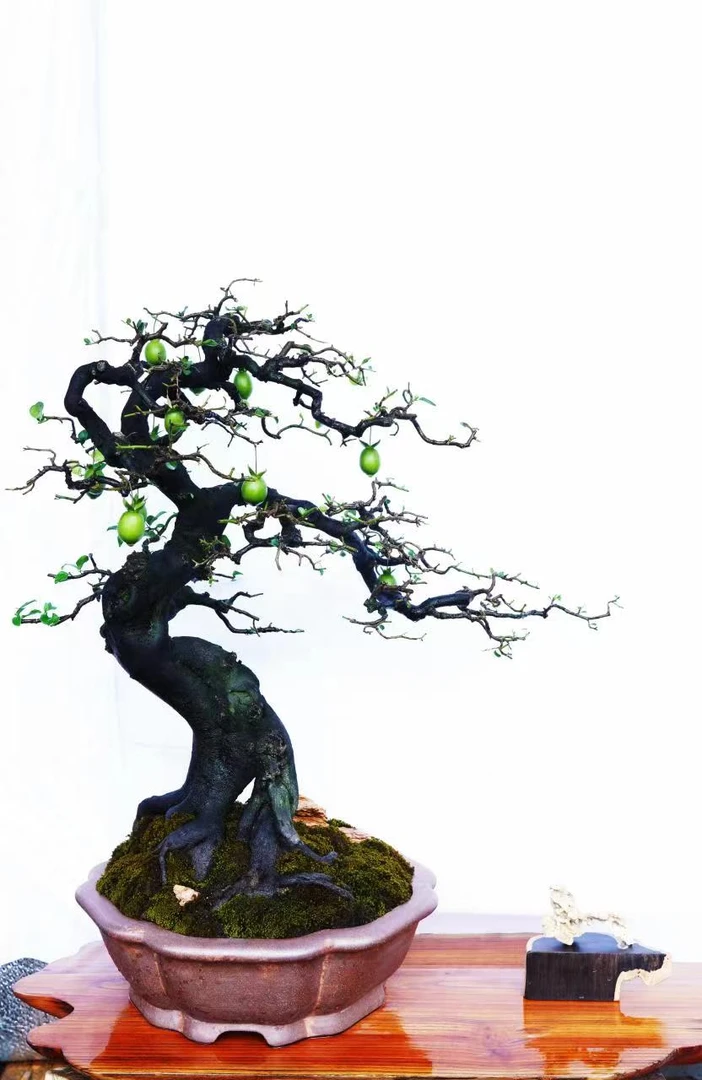 金弹子瓶兰花盆景素材（直播间一拍一付）