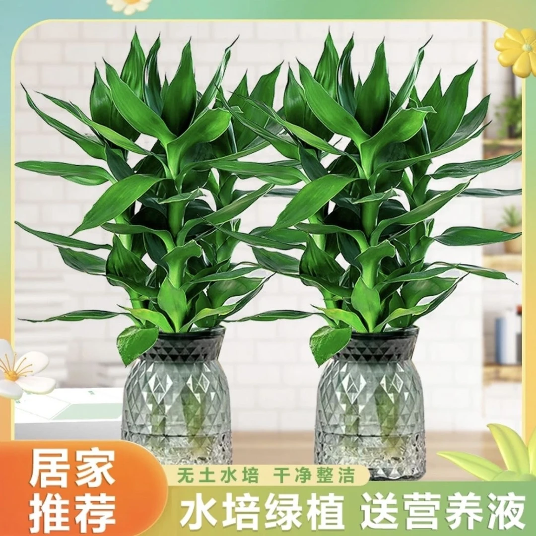 富贵双全观音竹水养富贵竹盆栽室内绿植四季好养净化空气招财BY