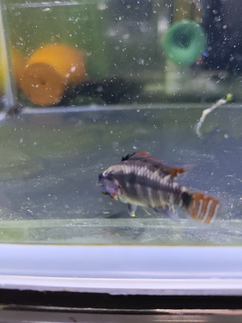 D39短鲷鱼 南美短鲷鱼 热带鱼 观赏鱼 淡水鱼饲养活体