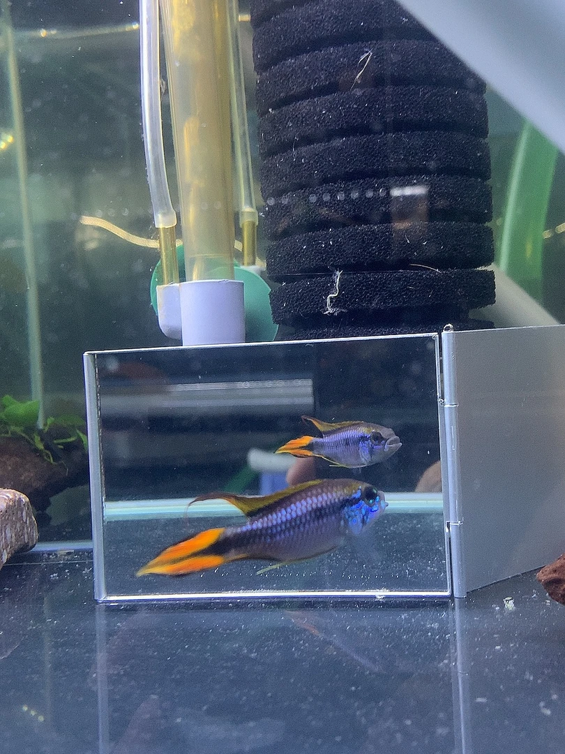 蓝体超红阿卡西短鲷鱼 南美短鲷鱼 热带鱼 观赏鱼 淡水鱼饲养活体