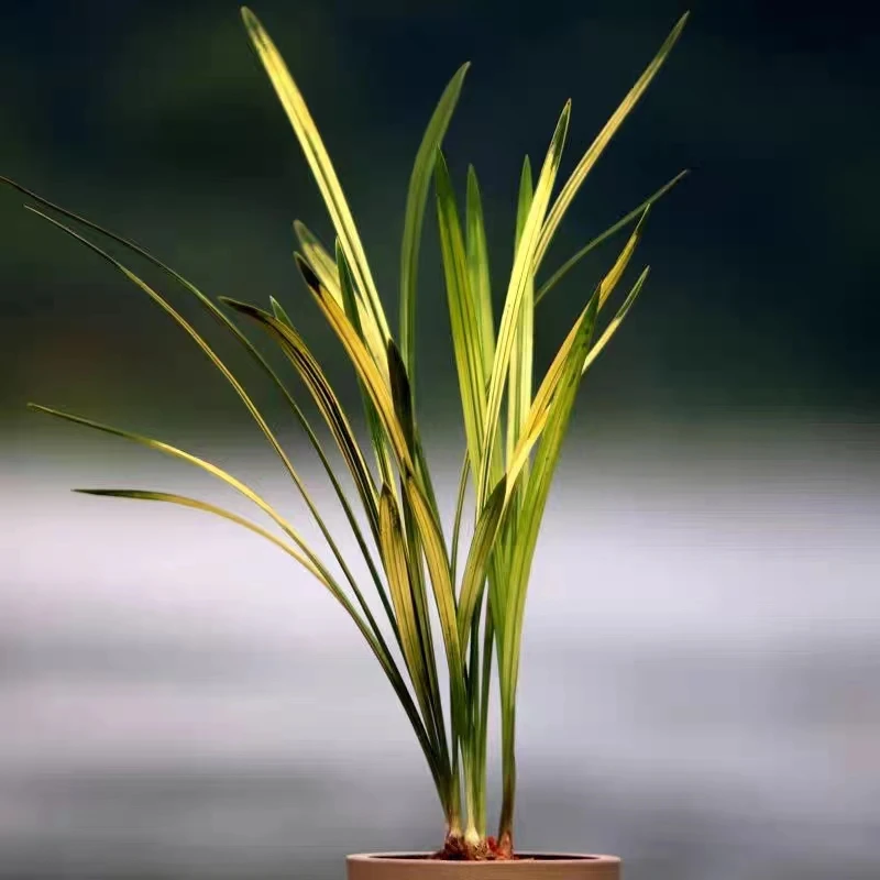 【建兰-八宝奇珍-山水画】高级中透艺虎斑艺浓香型花艺双全