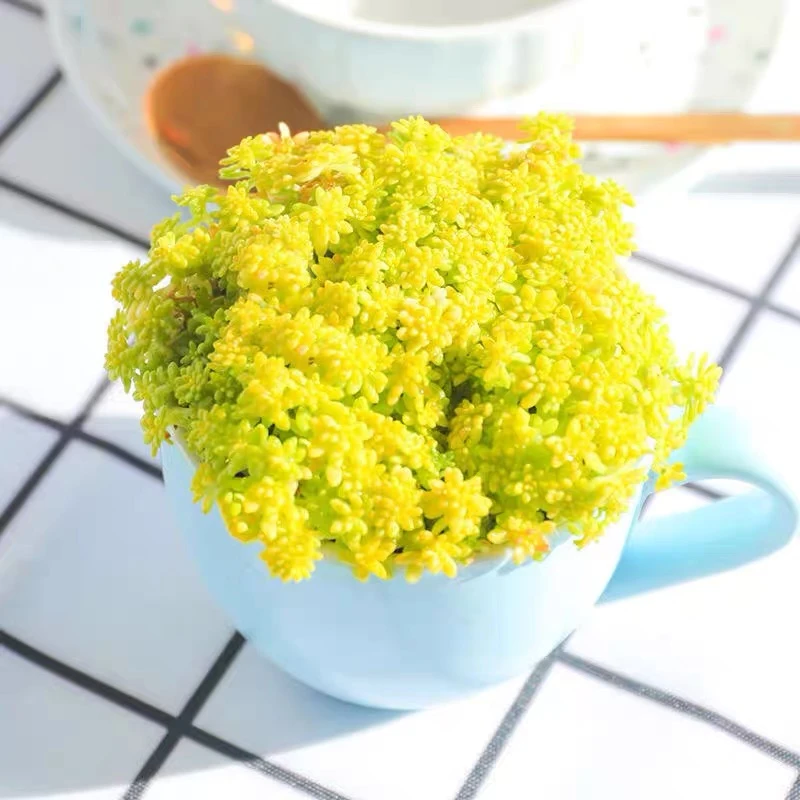 【凑满15元包邮】黄金草多肉,零度以下拍保温箱