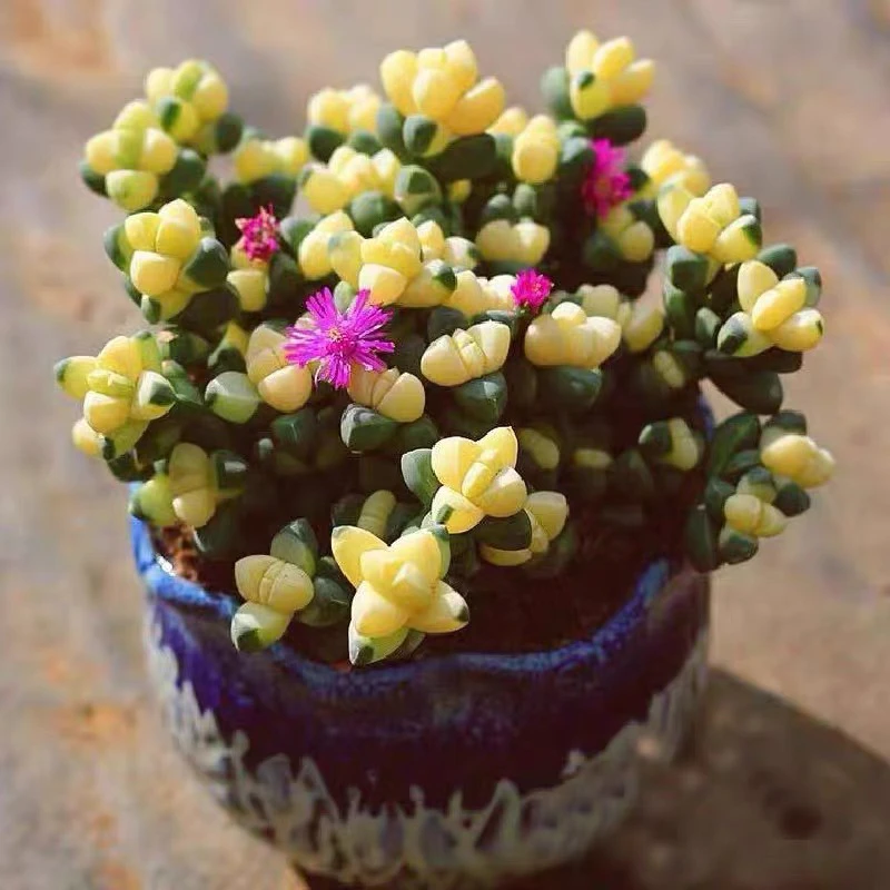 ［满15元包邮］鹿角海棠锦多肉