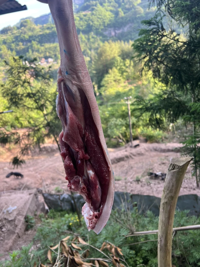 （2号链接）生态散养土黑猪顺丰包邮