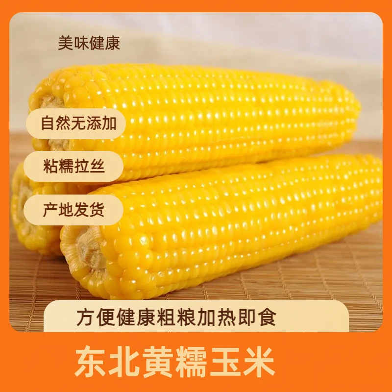 【2025新玉米金铝箔】东北黄糯玉米10根260-300g/根j玉米粘糯玉米