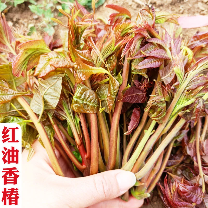 速生红油香椿种子多年生芽苗菜种籽多次采收农家庭院盆栽蔬菜种子