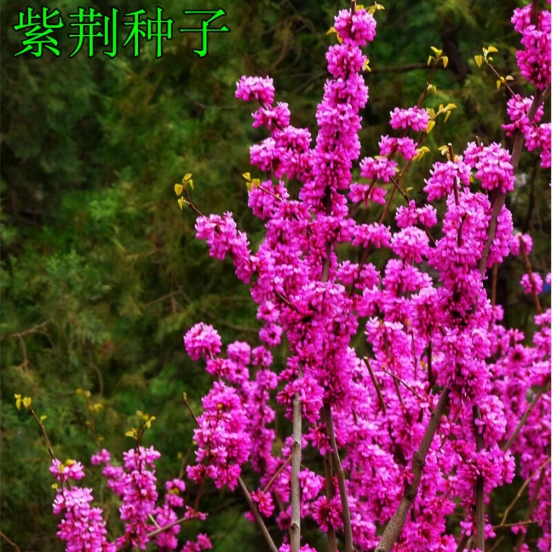 新采紫荆种子巨紫荆种子紫荆树种子紫荆花播种四季庭院花卉种子