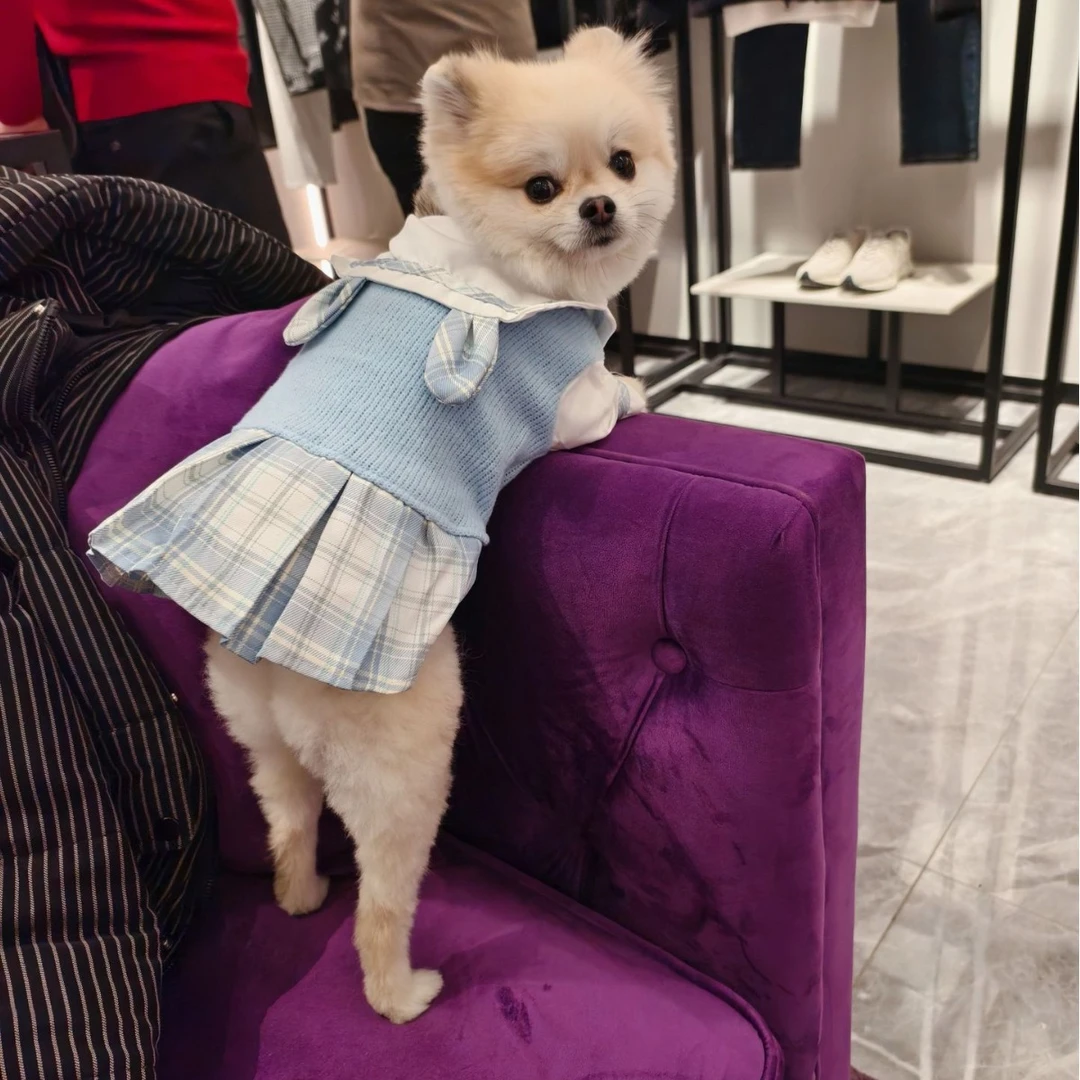 宠物狗狗猫咪公主裙泰迪比熊博美雪纳瑞春秋款小型幼犬衣服
