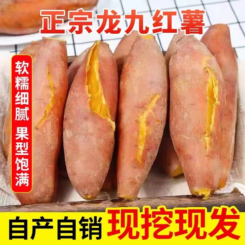 【坏果包赔】河南开封沙地红薯黄心龙九红薯蜜薯5斤