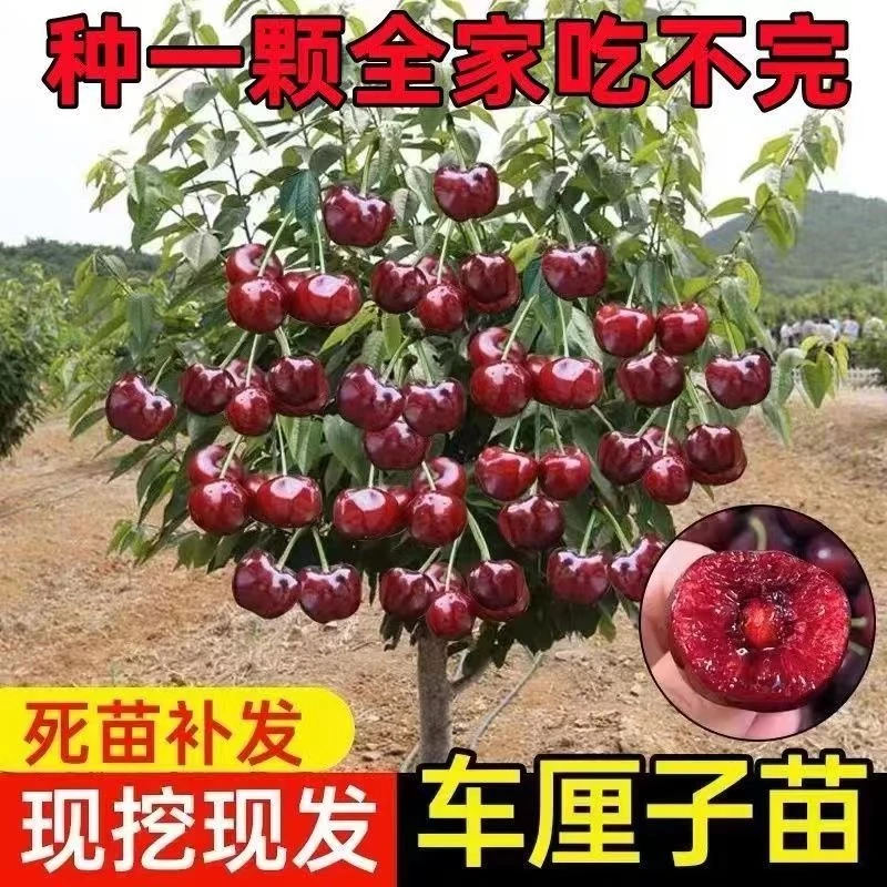 （拍1发2）车厘子大樱桃树苗南方北方种植樱桃盆栽地栽庭院阳台栽种