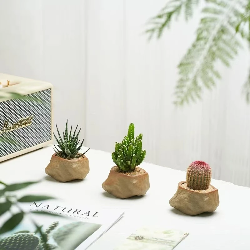 万重山十二卷盆栽红太阳网红多肉植物办公室内桌面懒人好养绿植