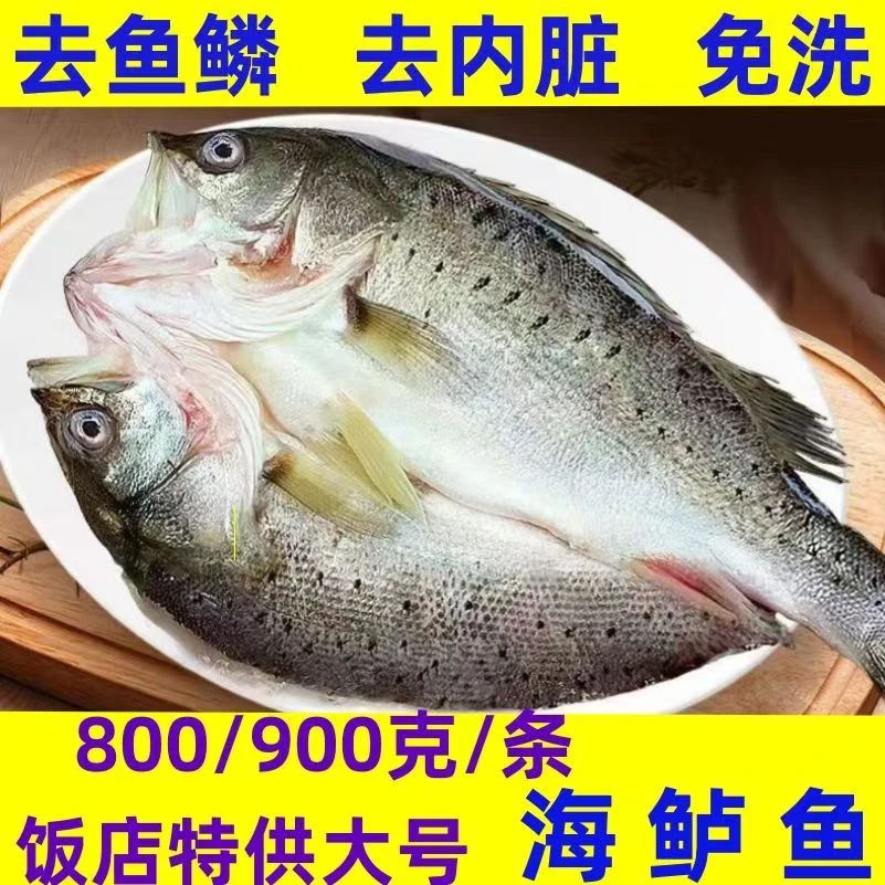 【800g/900g开背大号海鲈鱼去鳞去内脏免清理腌制海鲈鱼蒜瓣肉清蒸