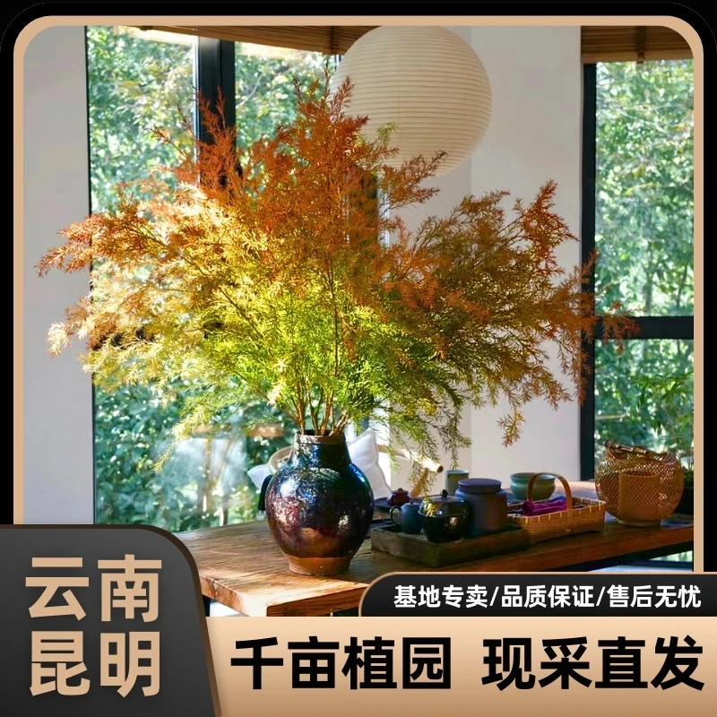 千层金云南源头基地直发可做成干花