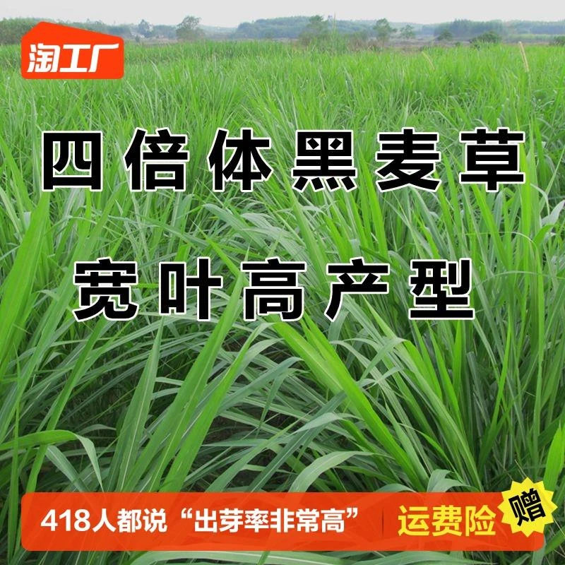 特高宽叶四倍体黑麦草种子猪牛羊鱼兔南方四季高产进口牧草种籽