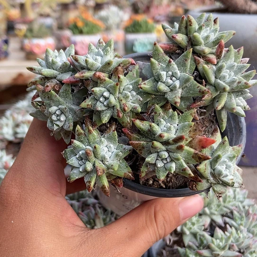 【满20包邮】精控白菊16头1026号