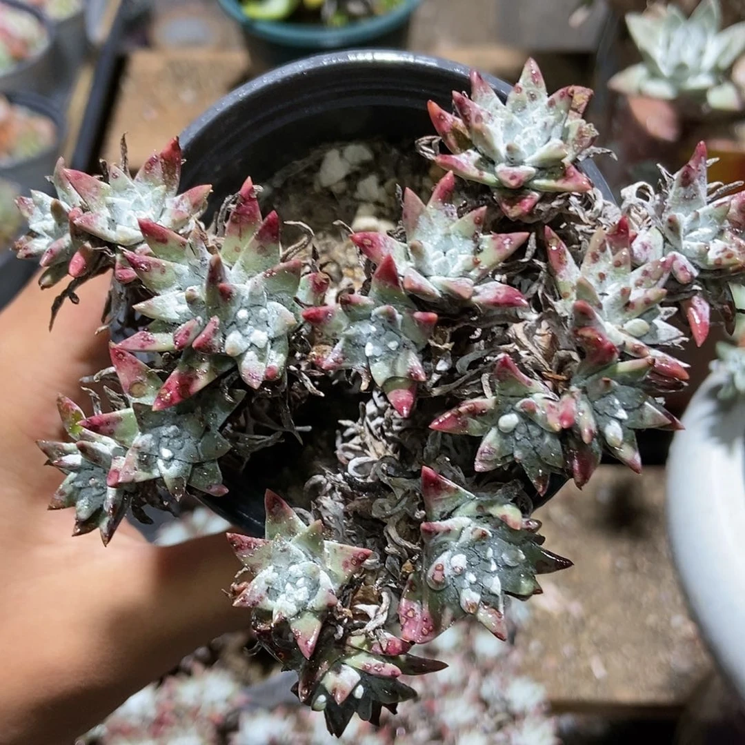 【满20包邮】精控白菊18头1号