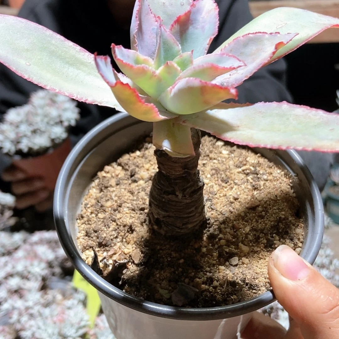 【满20包邮】一物一拍冰与火老桩