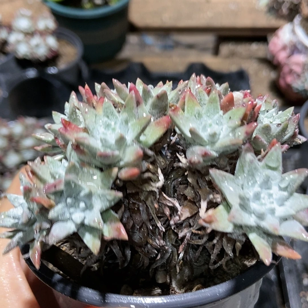 【满20包邮】白菊14头4-16