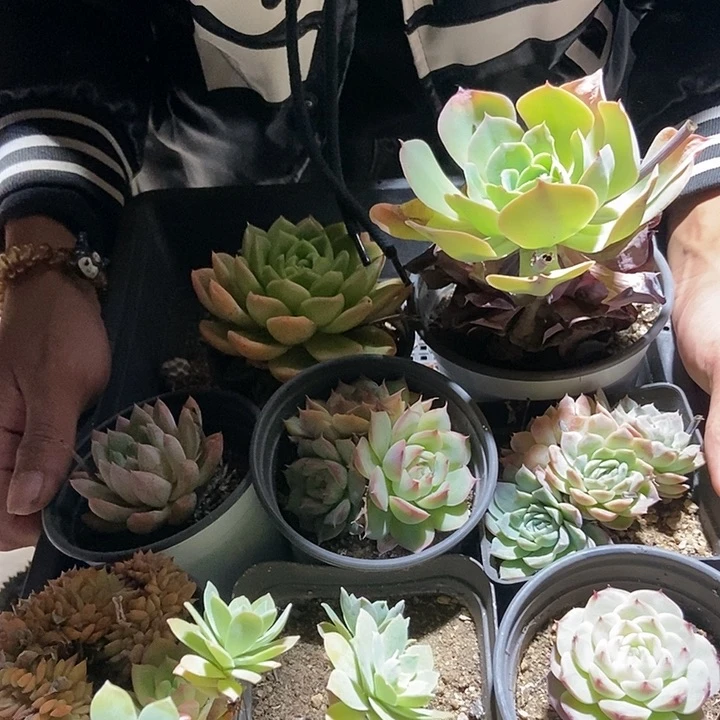 【满20包邮】框拍8颗